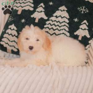 Jingles, Mini Sheepadoodle Puppy