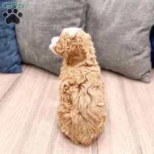 Waldo, Miniature Poodle Puppy