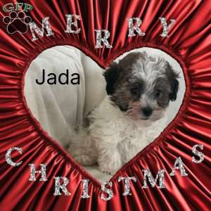 Jada, Havanese Puppy