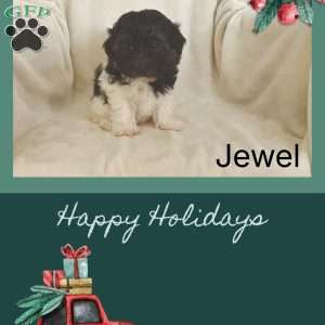 Jewal, Havanese Puppy