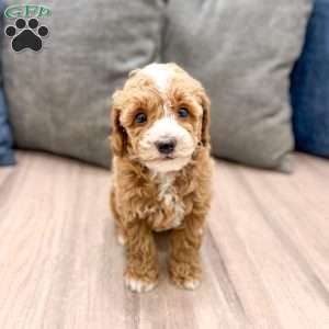 Waldo, Miniature Poodle Puppy
