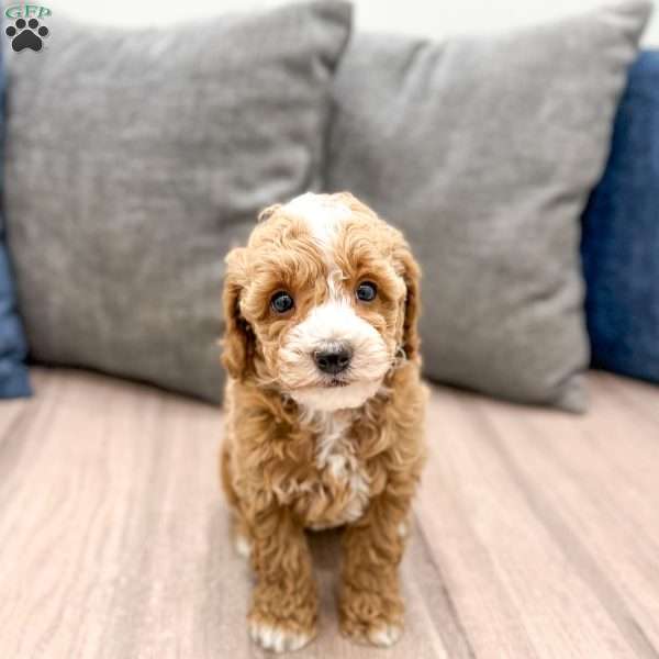 Waldo, Miniature Poodle Puppy