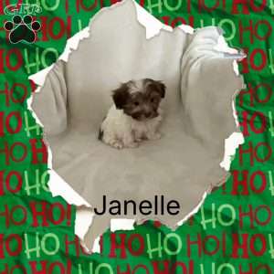 Janelle, Havanese Puppy