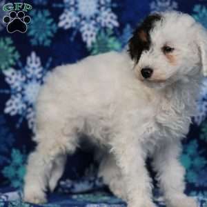 Frosty, Miniature Poodle Puppy