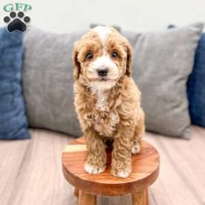 Waldo, Miniature Poodle Puppy