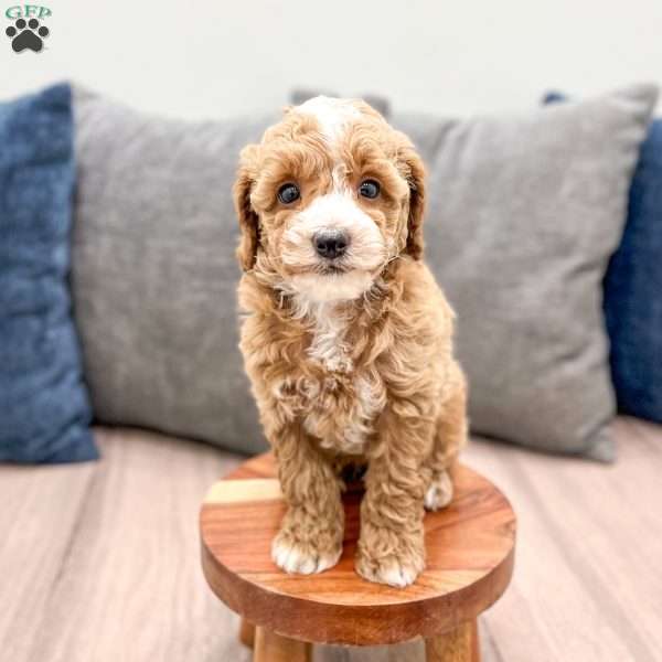 Waldo, Miniature Poodle Puppy