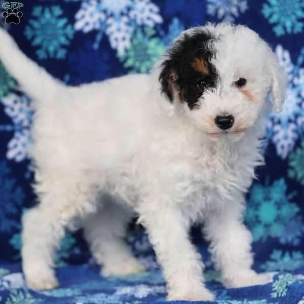 Frosty, Miniature Poodle Puppy