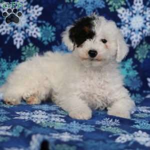 Frosty, Miniature Poodle Puppy