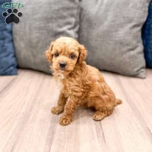 Winston, Miniature Poodle Puppy