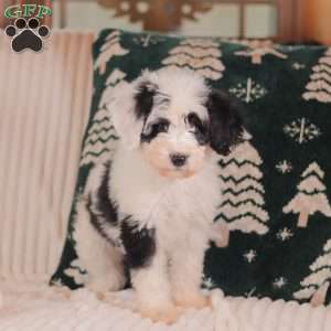 Jasmine, Mini Sheepadoodle Puppy