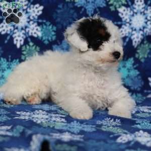 Frosty, Miniature Poodle Puppy