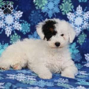 Frosty, Miniature Poodle Puppy