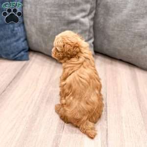 Winston, Miniature Poodle Puppy