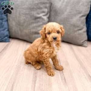 Winston, Miniature Poodle Puppy