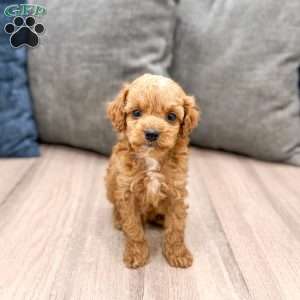 Winston, Miniature Poodle Puppy