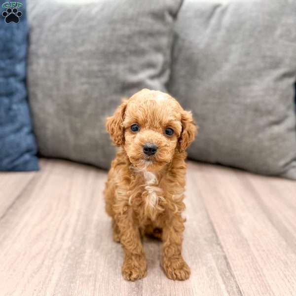Winston, Miniature Poodle Puppy