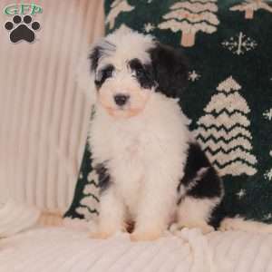 Jasmine, Mini Sheepadoodle Puppy