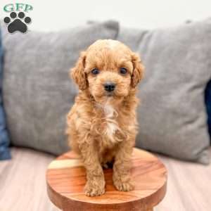 Winston, Miniature Poodle Puppy