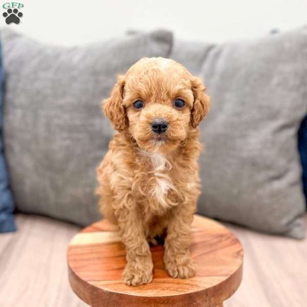 Winston, Miniature Poodle Puppy