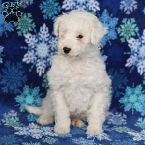 Chilly, Miniature Poodle Puppy