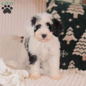 Jasmine, Mini Sheepadoodle Puppy