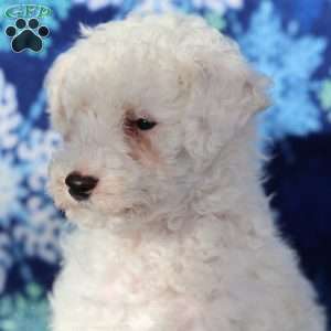 Chilly, Miniature Poodle Puppy