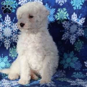 Chilly, Miniature Poodle Puppy