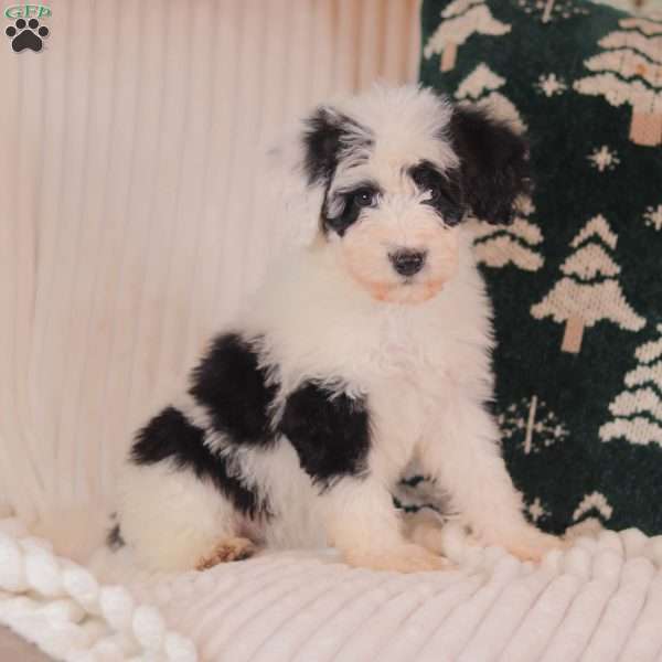 Jasmine, Mini Sheepadoodle Puppy