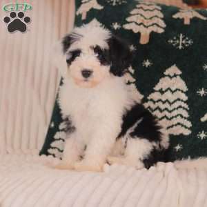 Jasmine, Mini Sheepadoodle Puppy