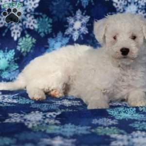 Chilly, Miniature Poodle Puppy