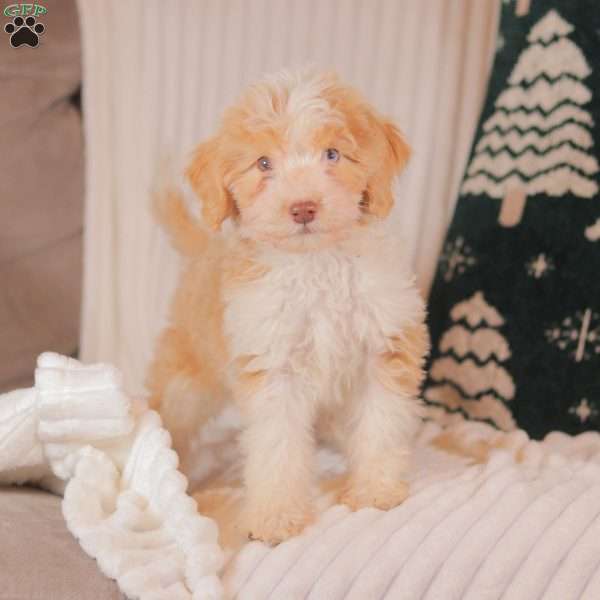 Jinger, Mini Sheepadoodle Puppy