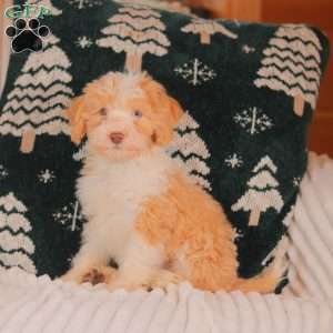 Jinger, Mini Sheepadoodle Puppy