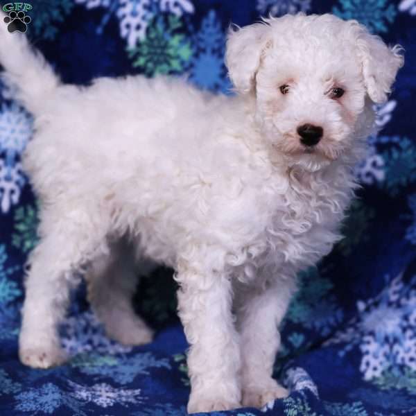 Chilly, Miniature Poodle Puppy