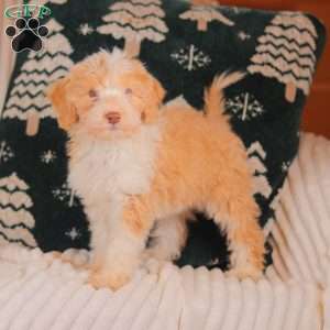 Jinger, Mini Sheepadoodle Puppy