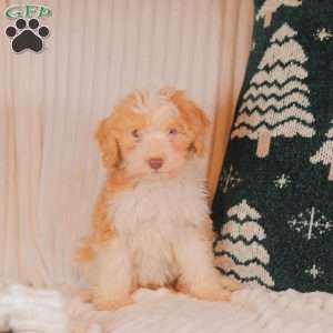 Jinger, Mini Sheepadoodle Puppy