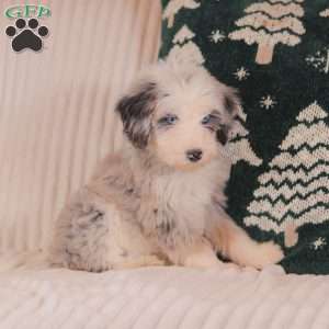Harper, Mini Sheepadoodle Puppy