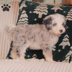 Harper, Mini Sheepadoodle Puppy