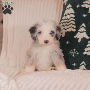 Harper, Mini Sheepadoodle Puppy