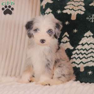 Harper, Mini Sheepadoodle Puppy