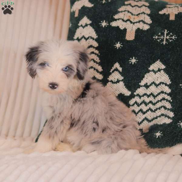 Harper, Mini Sheepadoodle Puppy
