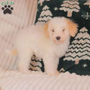 Henry, Mini Sheepadoodle Puppy