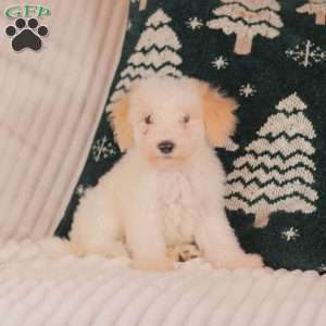 Henry, Mini Sheepadoodle Puppy