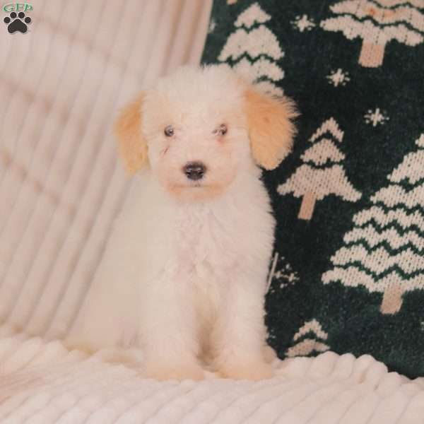 Henry, Mini Sheepadoodle Puppy