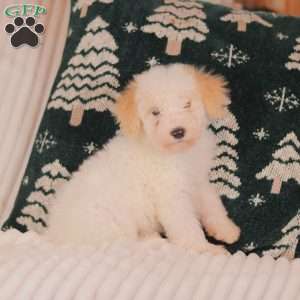 Henry, Mini Sheepadoodle Puppy
