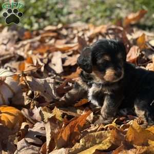Nutmeg, Cavalier King Charles Mix Puppy