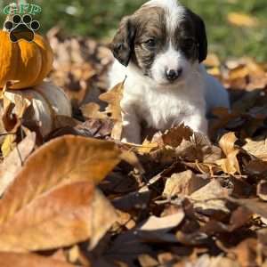 Pecan, Cavalier King Charles Mix Puppy