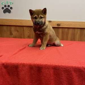Wolfe, Shiba Inu Puppy