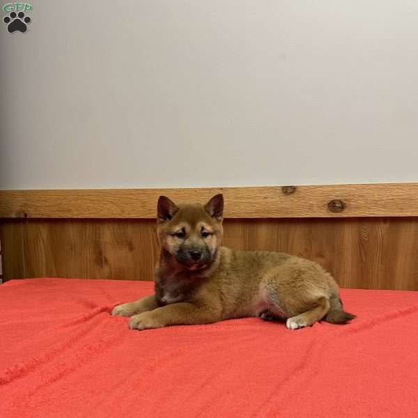 Wolfe, Shiba Inu Puppy