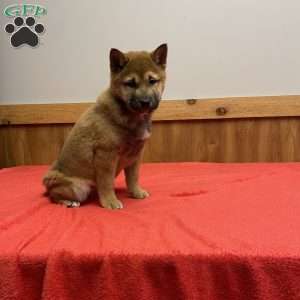 Wolfe, Shiba Inu Puppy