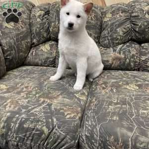 Walter, Shiba Inu Puppy